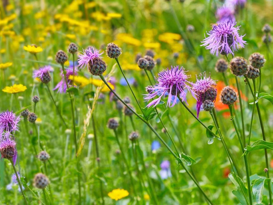 Nachaufnahme von Wildblumen