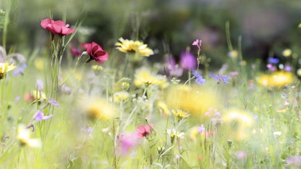 Blumenwiese