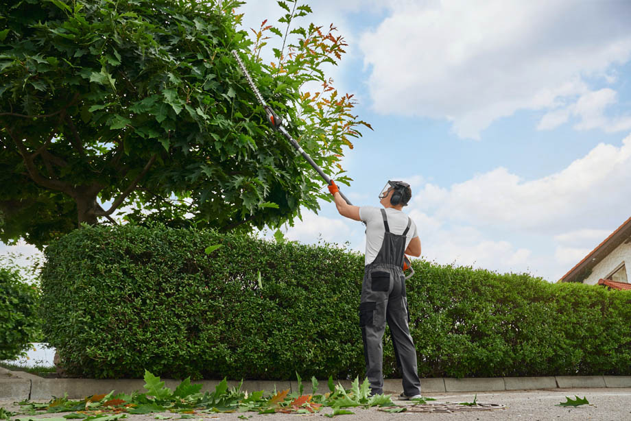 Mann der einen Baum stutzt