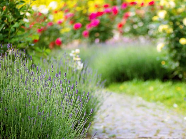 Lavendel
